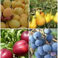 انواع نهال بادام و میوه|خدمات باغبانی و درختکاری|زرند, |دیوار