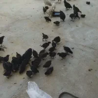 جوجه اصل محلی