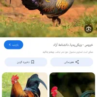 خروس رسمی معاوضه با مرغ رسمی جوان