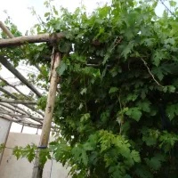 خانه باغ /استخر سرپوشیده/روستای عبدل آباد|فروش خانه و ویلا|جعفرآباد, |دیوار