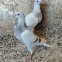 کبوتر پوست پیازی