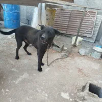 سگ کن کنسور