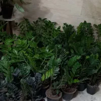 جشنواره زاموفیلیا