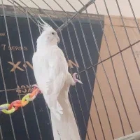 عروس هلندی|پرنده|نورآباد, |دیوار