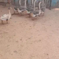 قوقاز