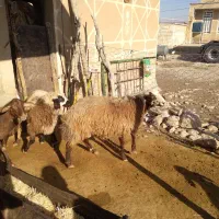 فروش کاور ورن