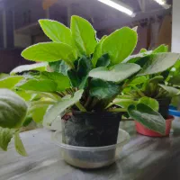 فروش گل بنفشه افریقایی|گل و گیاه طبیعی|قائم‌شهر, |دیوار