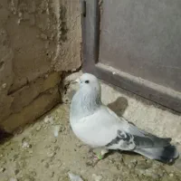 کبوتر شامی وسرور