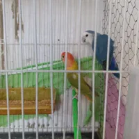 عروس هلندی طوطی کوتوله برزیلی دستی نر ماده جفت