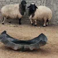 ۲عددمیش خشک جوان سنگین وزن تمام پروارفروشن