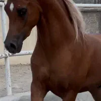 تعدادی کره عرب دوسر از سیلمی وارداتی|اسب و تجهیزات اسب‌سواری|تهران, بوستان چیتگر|دیوار