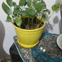 12 عدد گلدان همراه با گیاه