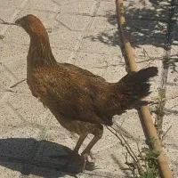 فروش ۳عدد مرغ محلی|حیوانات مزرعه|نقده, |دیوار