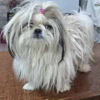 شیتزو اورجینال سوپر فلت|سگ|اردبیل, |دیوار