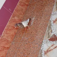 کبوتر رنگی|پرنده|چمستان, |دیوار