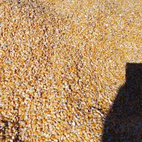 ذرت‌دامی‌خشک‌درجه‌یک