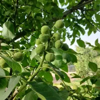 باغ-گردو-فروشی