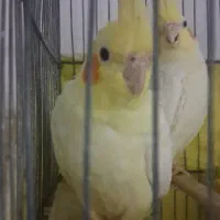 دو عدد عروس هلندی