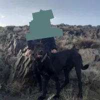 سگ سرابی گله ای