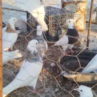 کبوتر طوقی|پرنده|امیدیه, |دیوار