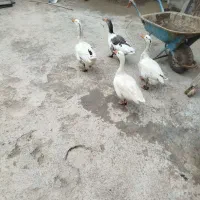 غاز|حیوانات مزرعه|بروجرد, |دیوار