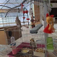 یک جفت عروس هلندی