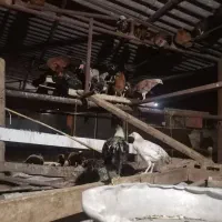 جوجه محلی|حیوانات مزرعه|گرگان, |دیوار