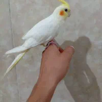 عروس هلندی|پرنده|خورموج, |دیوار