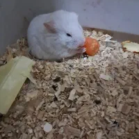 فروش یک عدد همستر|موش و خرگوش|یزد, |دیوار