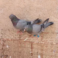 یک جفت سبز آبادانی تخم گزاشتن