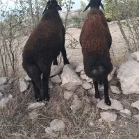 بره نر