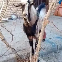 نر بز آلمان یک ونیم ساله