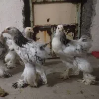 جوجه برهما رومانی اصل ۳ ماهه
