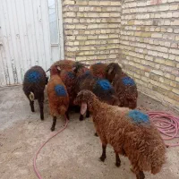 ۹راس بره ماده