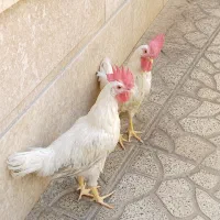 خروس 5 ماه