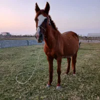 اسب مادیان آبستن|اسب و تجهیزات اسب‌سواری|فرح آباد, |دیوار