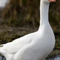 خریدار جوجه غاز هر روزه