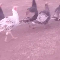 ۶عدد بوقلمون دونه ای ۲۶۰۰|حیوانات مزرعه|دشتک, |دیوار