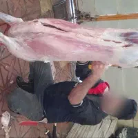 قصاب ماهر گوسفند در محل