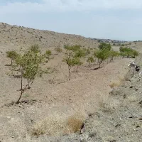 سه هزار متر زمین|فروش زمین و ملک کلنگی|سبزوار, کراب|دیوار