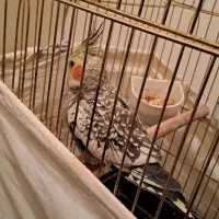 عروس هلندی ماده