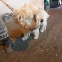 واگذاری سگ به خانواده (رایگان)