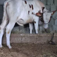 دو عدد گوساله نر