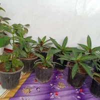 گل حسن یوسف گندمی|گل و گیاه طبیعی|گناباد, |دیوار