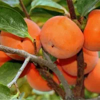 فروش عمده خرمالو درجه یک صادراتی