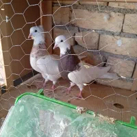 طوقی|پرنده|شیراز, ترمینال باربری|دیوار