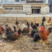 مرغ و خروس محلی تخم گذار