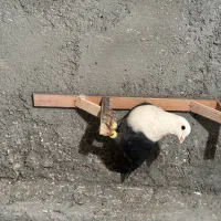 چپ پشت کلاغ|پرنده|مشهد, محمدآباد|دیوار