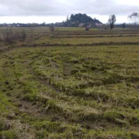 زمین کشاورزی یک لته محلی دونبش در لیسار تالش|فروش زمین و ملک کلنگی|لیسار, |دیوار