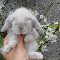 بچه خرگوش لوپ ترکیش عروسکی و هلندی۳۰ روزه